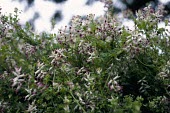 Western ramping-fumitory plants in flower Mature form,Flower,Fumaria,Fumariaceae,Agricultural,Magnoliopsida,Plantae,Photosynthetic,Anthophyta,Papaverales,Europe,Terrestrial