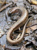 Veracruz pygmy salamander Adult,Critically Endangered,North America,Chordata,Caudata,Forest,Thorius,Plethodontidae,Terrestrial,Animalia,IUCN Red List,Rock,Agricultural,Amphibia