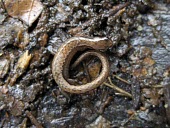 Veracruz pygmy salamander curled up on leaf litter Adult,Critically Endangered,North America,Chordata,Caudata,Forest,Thorius,Plethodontidae,Terrestrial,Animalia,IUCN Red List,Rock,Agricultural,Amphibia