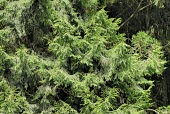 Taiwan cypress foliage Leaves,Terrestrial,Forest,Endangered,Photosynthetic,Plantae,Coniferales,Coniferopsida,Asia,formosensis,Cupressaceae,Chamaecyparis,IUCN Red List,Tracheophyta