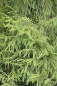 Picea morrisonicola leaves showing seasonal changes Leaves,Mature form,Tracheophyta,Pinaceae,morrisonicola,Photosynthetic,Terrestrial,Coniferopsida,Forest,Vulnerable,IUCN Red List,Asia,Plantae,Picea,Coniferous,Coniferales