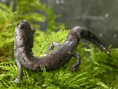 Chunky salamander, dorsal view Adult,Terrestrial,Plethodontidae,Forest,Caudata,Urban,Amphibia,Animalia,Pseudoeurycea,Near Threatened,North America,IUCN Red List,Chordata