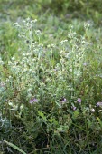 Red-tipped cudweeds in flower Mature form,Plantae,Asterales,Anthophyta,Photosynthetic,Agricultural,Magnoliopsida,Asteraceae,Heathland,Filago,Europe,Vulnerable,Wildlife and Conservation Act,Terrestrial,Temperate