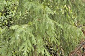 Cunninghamia konishii leaves Mature form,Terrestrial,Endangered,Plantae,Tracheophyta,Coniferopsida,Asia,Photosynthetic,IUCN Red List,Cunninghamia,Coniferales,konishii,Forest,Cupressaceae