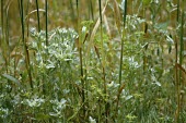 Broad-leaved cudweed amongst crop Species in habitat shot,Mature form,Habitat,Farmland,Magnoliopsida,Photosynthetic,Plantae,Anthophyta,Wildlife and Conservation Act,Asteraceae,Europe,Terrestrial,Urban,Africa,Asterales,Filago,Endangere