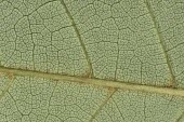 Close up of a Bretschneidera sinensis leaf Mature form,Leaves,Sapindales,Tracheophyta,Bretschneideraceae,Magnoliopsida,sinensis,Photosynthetic,Plantae,Asia,Bretschneidera,Endangered,Terrestrial,IUCN Red List