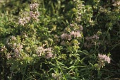 Pennyroyals in flower Mature form,Flower,Photosynthetic,Plantae,Temporary water,Lamiales,Terrestrial,Wildlife and Conservation Act,North America,Europe,Anthophyta,Agricultural,Mentha,Lamiaceae,Vulnerable,Magnoliopsida