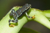 Captive bred juvenile Pirre Mountain frog Various larval or tadpole stages,Rainforest,glyphus,Streams and rivers,Terrestrial,Amphibia,Animalia,Chordata,Anura,Bufonidae,Atelopus,Critically Endangered,South America,IUCN Red List