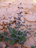 Salvia aegyptiaca in flower Flower,Mature form,Leaves,Lamiales,Equisetopsida,Salvia,Lamiaceae,Plantae,Not Evaluated,Desert,Indian,Asia,Tracheophyta,Terrestrial,Photosynthetic