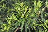 Podocarpus nakaii new growth Mature form,Leaves,Endangered,IUCN Red List,Asia,Forest,Photosynthetic,Podocarpus,Terrestrial,Podocarpaceae,Coniferopsida,Coniferales,nakaii,Tracheophyta,Plantae