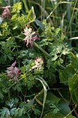 Purple ramping-fumitory in flower Flower,Leaves,Anthophyta,Europe,Photosynthetic,Papaverales,Plantae,Magnoliopsida,Coastal,Terrestrial,Urban,Fumariaceae,Fumaria,Agricultural