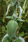 Downy woundwort leaf Leaves,Mint Family,Lamiaceae,Lamiales,Magnoliopsida,Dicots,Magnoliophyta,Flowering Plants,Asia,Anthophyta,Scrub,Grassland,Wildlife and Conservation Act,Labiatae,Stachys,Terrestrial,Europe,Photosynthet