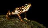 Male Toad Mountain harlequin frog calling Mating or Territorial calls,What does it sound like ?,Terrestrial,British Red Data Book,Chordata,Endangered,Sub-tropical,South America,Anura,Animalia,Fresh water,Aquatic,Tropical,Streams and rivers,Am