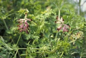 Purple ramping-fumitory in flower Flower,Leaves,Anthophyta,Europe,Photosynthetic,Papaverales,Plantae,Magnoliopsida,Coastal,Terrestrial,Urban,Fumariaceae,Fumaria,Agricultural