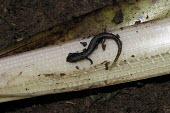 Black-spotted salamander, dorsal view Adult,nigromaculata,Amphibia,Terrestrial,North America,Critically Endangered,Chordata,IUCN Red List,Tropical,Animalia,Plethodontidae,Pseudoeurycea