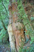 Taiwan cypress trunk Mature form,Terrestrial,Forest,Endangered,Photosynthetic,Plantae,Coniferales,Coniferopsida,Asia,formosensis,Cupressaceae,Chamaecyparis,IUCN Red List,Tracheophyta