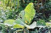 Hallea stipulosa leaves Leaves,Plantae,Rubiaceae,Magnoliopsida,Tracheophyta,Vulnerable,Rubiales,stipulosa,Photosynthetic,Hallea,Sub-tropical,Terrestrial,Africa,IUCN Red List