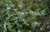 Red-tipped cudweed in flower Flower,Plantae,Asterales,Anthophyta,Photosynthetic,Agricultural,Magnoliopsida,Asteraceae,Heathland,Filago,Europe,Vulnerable,Wildlife and Conservation Act,Terrestrial,Temperate