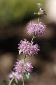 Pennyroyal inflorescences Flower,Photosynthetic,Plantae,Temporary water,Lamiales,Terrestrial,Wildlife and Conservation Act,North America,Europe,Anthophyta,Agricultural,Mentha,Lamiaceae,Vulnerable,Magnoliopsida