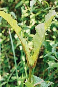 Hallea stipulosa shoot Plantae,Rubiaceae,Magnoliopsida,Tracheophyta,Vulnerable,Rubiales,stipulosa,Photosynthetic,Hallea,Sub-tropical,Terrestrial,Africa,IUCN Red List