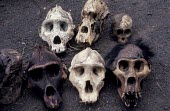 Eastern lowland gorilla skulls, poached for bushmeat during coltan boom Poaching,Threats to existence,Rainforest,Hominidae,Chordata,Endangered,Gorilla,Africa,Animalia,beringei,Terrestrial,Mammalia,Primates,Herbivorous,IUCN Red List