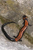 Bell's false brook salamander on rock, dorsal view Adult,Vulnerable,Caudata,Chordata,Carnivorous,Pseudoeurycea,Sub-tropical,Temperate,Urban,Plethodontidae,South America,Agricultural,Terrestrial,bellii,Animalia,Amphibia,IUCN Red List