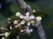 Dhundal tree flower, close-up Flower,Magnoliopsida,Plantae,Forest,Terrestrial,Least Concern,Africa,Tropical,Australia,Photosynthetic,Tracheophyta,Meliaceae,Sapindales,IUCN Red List,Asia,Xylocarpus