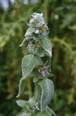 Downy woundwort in flower Flower,Mature form,Mint Family,Lamiaceae,Lamiales,Magnoliopsida,Dicots,Magnoliophyta,Flowering Plants,Asia,Anthophyta,Scrub,Grassland,Wildlife and Conservation Act,Labiatae,Stachys,Terrestrial,Europe,
