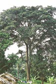 African teak, Milicia excelsa Mature form,Tropical,Tracheophyta,Africa,Urticales,Terrestrial,Moraceae,Photosynthetic,IUCN Red List,excelsa,Forest,Plantae,Milicia,Magnoliopsida,Near Threatened