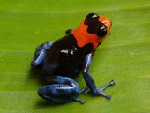 Blessed poison frog Adult,Tropical,South America,Chordata,Sub-tropical,Terrestrial,IUCN Red List,Carnivorous,Anura,Aquatic,Amphibia,Fresh water,Ranitomeya,Forest,Vulnerable,Animalia,Dendrobatidae