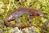 Sonan's salamander Adult,Chordata,Endangered,Forest,Aquatic,Asia,Terrestrial,Hynobius,Caudata,Animalia,IUCN Red List,Hynobiidae,Fresh water,Streams and rivers,Temperate,Amphibia