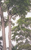 African teak, Milicia excelsa, with branch being cut Mature form,Tropical,Tracheophyta,Africa,Urticales,Terrestrial,Moraceae,Photosynthetic,IUCN Red List,excelsa,Forest,Plantae,Milicia,Magnoliopsida,Near Threatened
