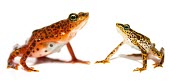 Toad Mountain harlequin frog female, left, and male, right Adult,Adult Male,Adult Female,Terrestrial,British Red Data Book,Chordata,Endangered,Sub-tropical,South America,Anura,Animalia,Fresh water,Aquatic,Tropical,Streams and rivers,Amphibia,Forest,Atelopus,B