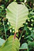Hallea stipulosa leaf Leaves,Plantae,Rubiaceae,Magnoliopsida,Tracheophyta,Vulnerable,Rubiales,stipulosa,Photosynthetic,Hallea,Sub-tropical,Terrestrial,Africa,IUCN Red List