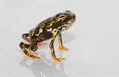 Side profile of juvenile Toad Mountain harlequin frog Various larval or tadpole stages,Terrestrial,British Red Data Book,Chordata,Endangered,Sub-tropical,South America,Anura,Animalia,Fresh water,Aquatic,Tropical,Streams and rivers,Amphibia,Forest,Atelopu