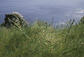 Young wild asparagus Habitat,Seashore,Marine,Species in habitat shot,Photosynthetic,Grassland,Liliaceae,Sand-dune,Anthophyta,Vulnerable,Scrub,Asparagus,Liliales,Liliopsida,Plantae,Europe,Terrestrial