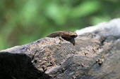 Taylor's pigmy salamander on a rock Adult,Terrestrial,Sub-tropical,Endangered,North America,Plethodontidae,IUCN Red List,Animalia,Chordata,Caudata,Amphibia,Tropical,Thorius