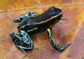 Sky-blue poison frog on a leaf Adult,IUCN Red List,Aquatic,Anura,azureiventris,Dendrobatidae,Streams and rivers,Chordata,Appendix II,Fresh water,Animalia,Forest,Tropical,Rainforest,CITES,Hyloxalus,Terrestrial,South America,Amphibia