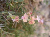Close up of Pseudogaillonia hymenostephana flower Flower,Terrestrial,Desert,Equisetopsida,Gentianales,Tracheophyta,Indian,Plantae,Pseudogaillonia,Not Evaluated,Photosynthetic,Rubiaceae,Africa