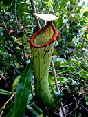 Nepenthes insignis lower pitcher, Biak form Alfindra Primaldhi Mature form,Forest,Terrestrial,CITES,Asia,Vulnerable,Riparian,IUCN Red List,Nepenthales,Nepenthaceae,Appendix II,Nepenthes,Photosynthetic,Plantae,Tracheophyta,Magnoliopsida