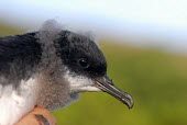 Townsend's shearwater chick Conservation,Chick,Ciconiiformes,Herons Ibises Storks and Vultures,Chordates,Chordata,Aves,Birds,Procellariidae,Shearwaters and Petrels,Animalia,Flying,Pacific,Procellariiformes,Rock,Ocean,Scrub,Carni