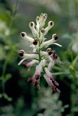 Western ramping-fumitory inflorescence Flower,Fumaria,Fumariaceae,Agricultural,Magnoliopsida,Plantae,Photosynthetic,Anthophyta,Papaverales,Europe,Terrestrial