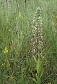 Lizard orchid inflorescence Flower,Mature form,Scrub,Terrestrial,Symbiotic,Photosynthetic,Tracheophyta,Plantae,Temperate,Europe,Liliopsida,Orchidales,Urban,Grassland,Wildlife and Conservation Act,Vulnerable,Sand-dune,Orchidaceae
