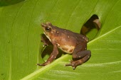 Pirre Mountain frog on leaf Adult,Rainforest,glyphus,Streams and rivers,Terrestrial,Amphibia,Animalia,Chordata,Anura,Bufonidae,Atelopus,Critically Endangered,South America,IUCN Red List