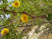 Salam in flower Leaves,Mature form,Flower,Terrestrial,Africa,Plantae,Fabales,Leguminosae,Photosynthetic,Acacia,IUCN Red List,Magnoliopsida,Least Concern,Asia,Tracheophyta
