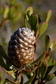 Leucadendron muirii cone Seeds,Proteaceae,Tracheophyta,Plantae,Photosynthetic,Africa,Magnoliopsida,Terrestrial,Leucadendron,Proteales