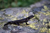 Large alpine salamander, side view Adult,Salamandridae,Terrestrial,Europe,Vulnerable,Carnivorous,Chordata,Caudata,lanzai,Mountains,Animalia,Temperate,Streams and rivers,Amphibia,Salamandra,IUCN Red List
