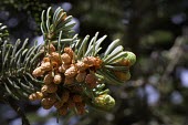 Male Fraser fir cones Reproduction,Asexual reproductive structures,Mature form,Plantae,Coniferales,IUCN Red List,Endangered,Terrestrial,Abies,Tracheophyta,Mountains,Coniferopsida,fraseri,North America,Pinaceae