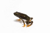 Toad Mountain harlequin frog juvenile Various larval or tadpole stages,Terrestrial,British Red Data Book,Chordata,Endangered,Sub-tropical,South America,Anura,Animalia,Fresh water,Aquatic,Tropical,Streams and rivers,Amphibia,Forest,Atelopu