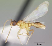 Male Formicoxenus provancheri specimen, profile Ants,Formicidae,Sawflies, Ants, Wasps, Bees,Hymenoptera,Insects,Insecta,Arthropoda,Arthropods,IUCN Red List,Animalia,Formicoxenus,North America,Terrestrial,Vulnerable